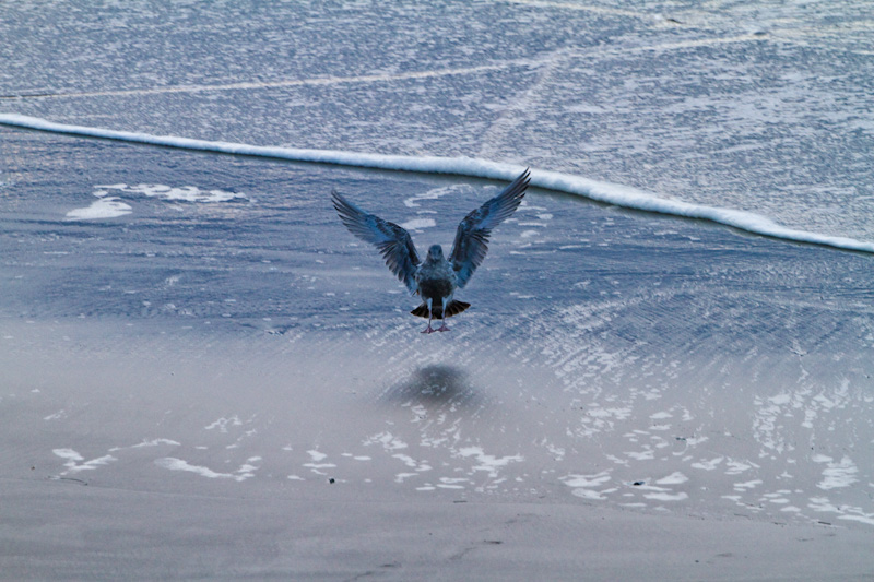 Gull Landing On Beach